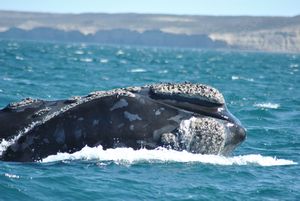 Baleine australe adulte en pleine démo