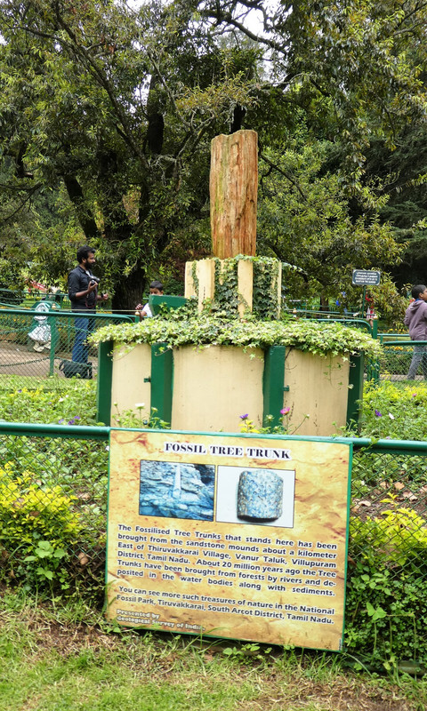 Botanical Gardens in Ooty (27)