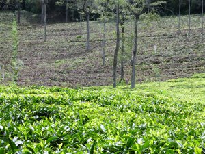 Tea Plantation in Coonoor (3)