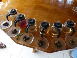Tea Plantation in Coonoor (8)