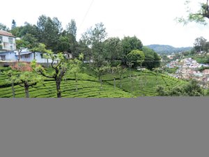 Tea Plantation in Coonoor (23)