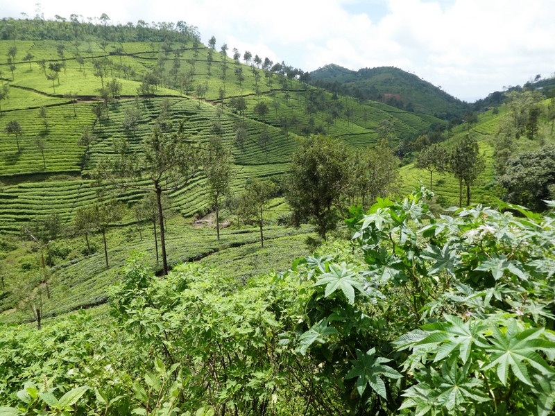 Tea Plantations near Thekkady (5)