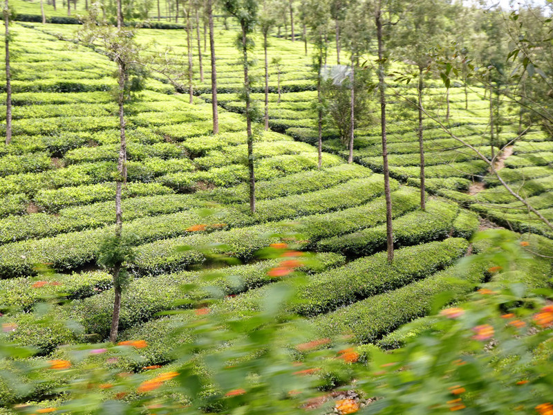 Tea Plantations near Thekkady (18)