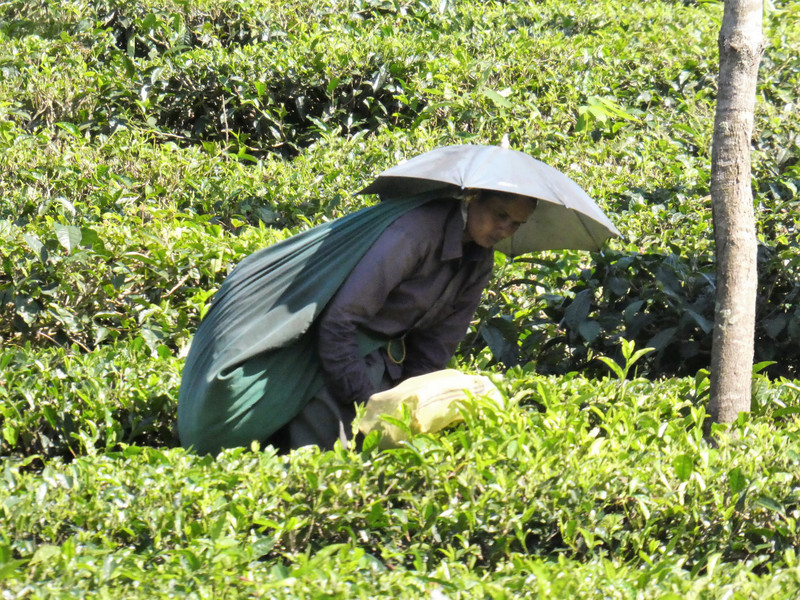 Driving from Thekkady to Alleppey - tea plantations (4)