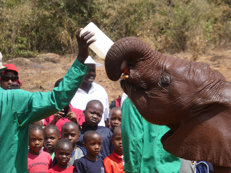 David Sheldrick Elephant Orphanage (28)