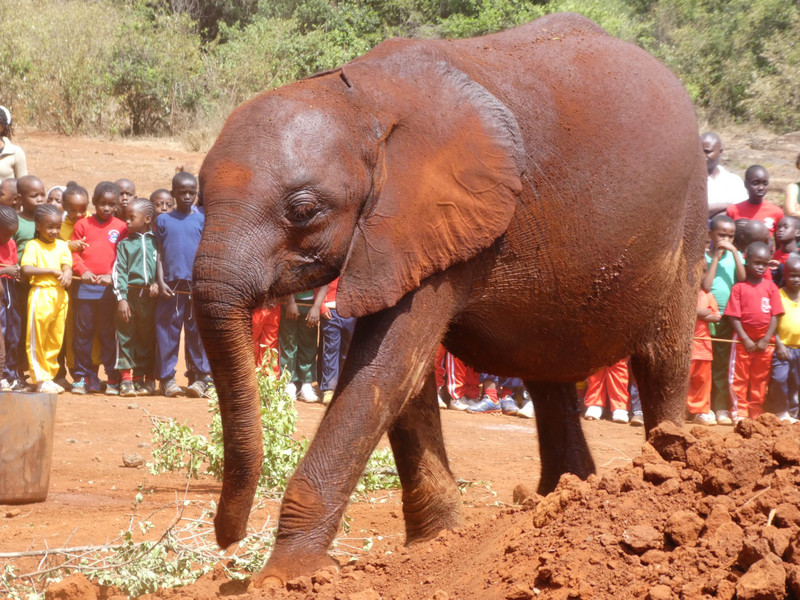 David Sheldrick Elephant Orphanage (37)