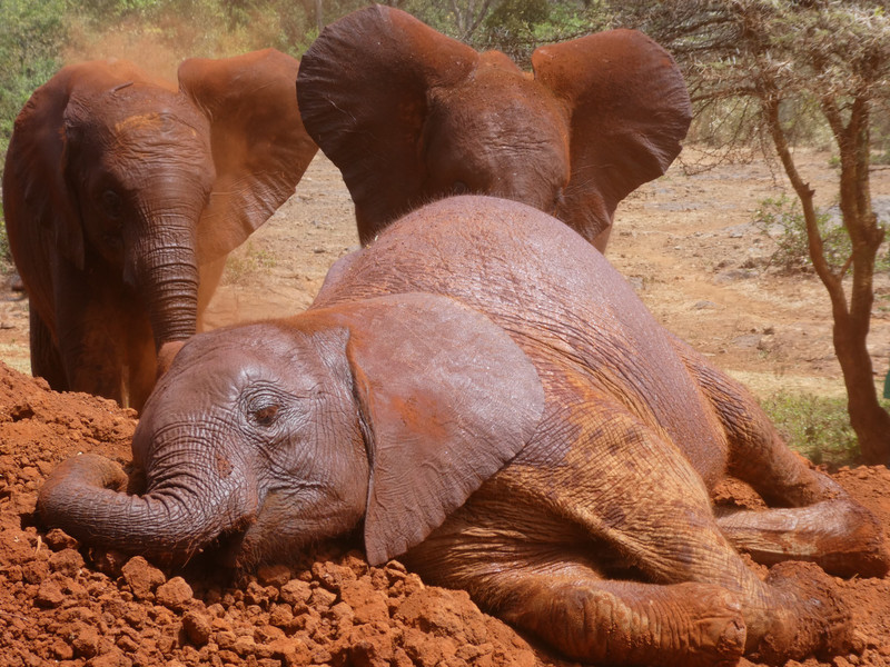 David Sheldrick Elephant Orphanage (41)