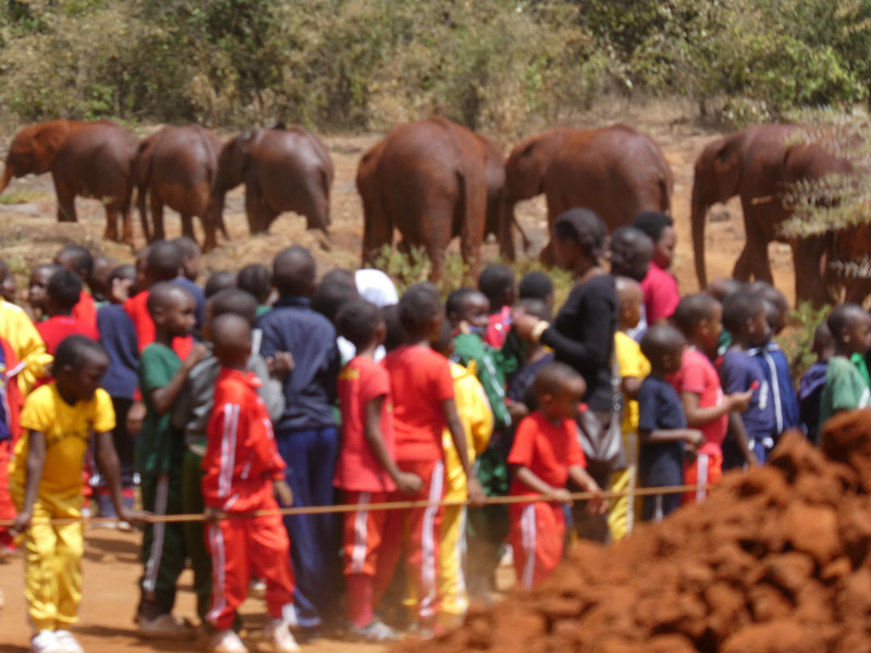 David Sheldrick Elephant Orphanage (63)