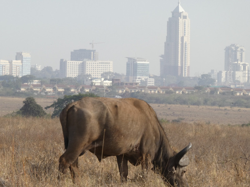 Nairobi National Park (76)