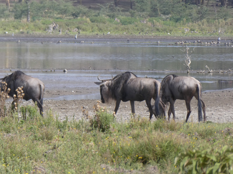 Crescent Island Safari Walk on Lake Naivasha (8)