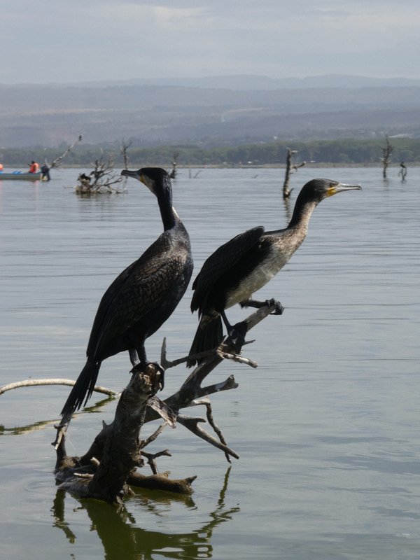 Lake Naivasha outside Nairobi (13)