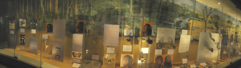 Nairobi National Museum - human evolution (7)