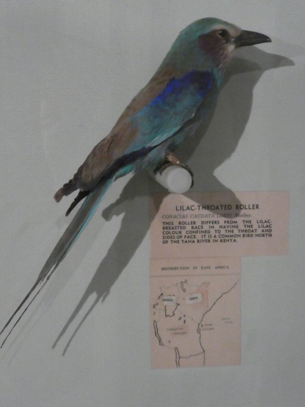 Nairobi National Museum - lilac throated roller (2)