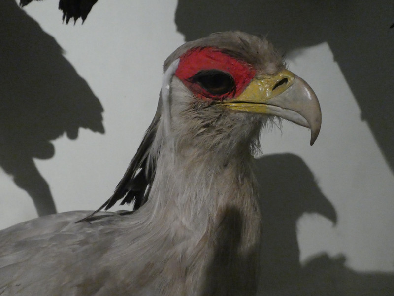 Nairobi National Museum - Secretary Bird (1)