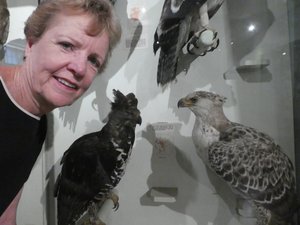 Nairobi National Museum - crowned eagles (1)