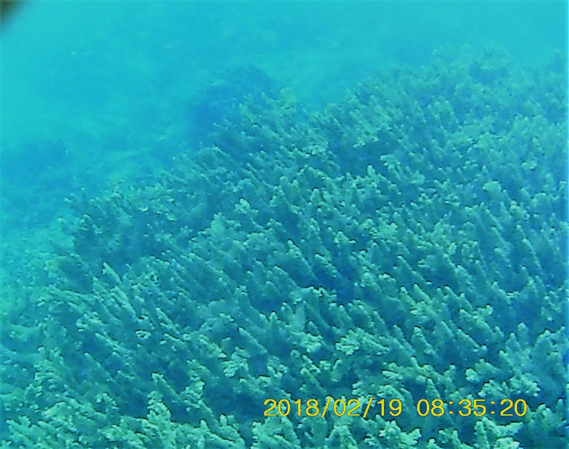 Snorkelling at Bazaruto Archipelago (45)