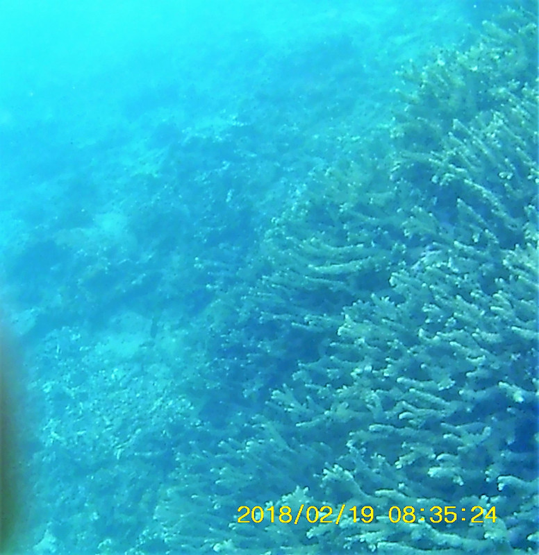 Snorkelling at Bazaruto Archipelago (46)
