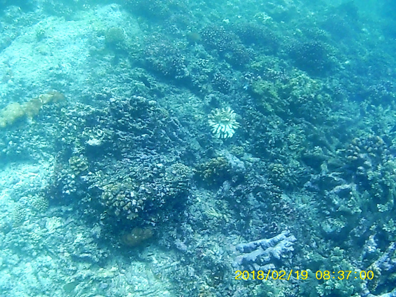Snorkelling at Bazaruto Archipelago (53)