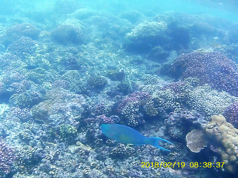 Snorkelling at Bazaruto Archipelago (63)