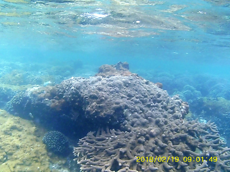 Snorkelling at Bazaruto Archipelago (82)