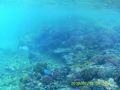 Snorkelling at Bazaruto Archipelago (69)