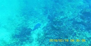 Snorkelling at Bazaruto Archipelago (47)