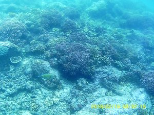 Snorkelling at Bazaruto Archipelago (56)
