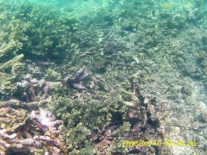 Snorkelling at Bazaruto Archipelago (61)