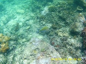 Snorkelling at Bazaruto Archipelago (67)