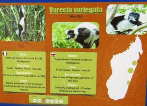 Varecia Variegata (5)
