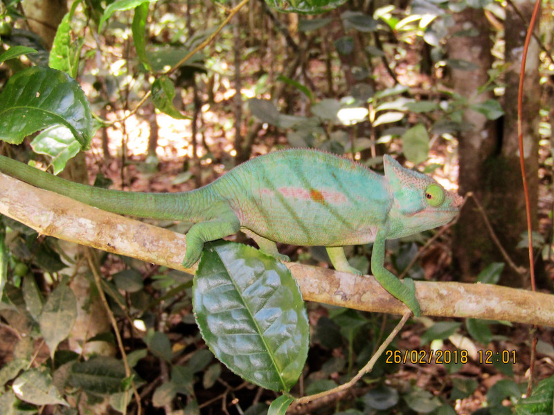 Chameleon in Mitsinjo Park near Andasibe-Mantadia