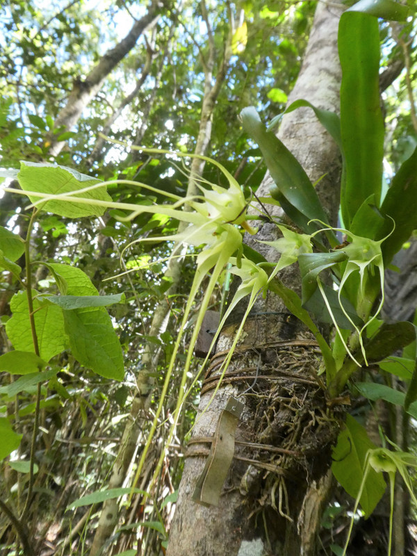 Mitsinjo Park near Andasibe-Mantadia - comet orchids (1)