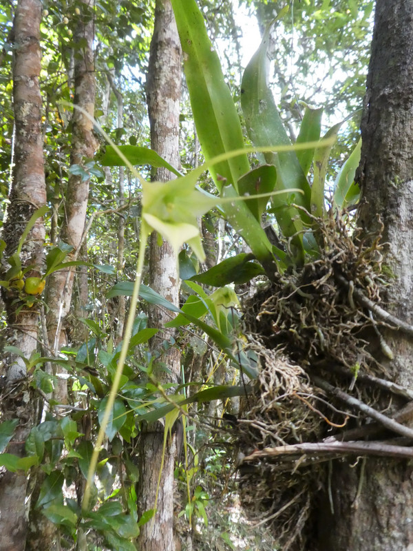 Mitsinjo Park near Andasibe-Mantadia - comet orchids (3)