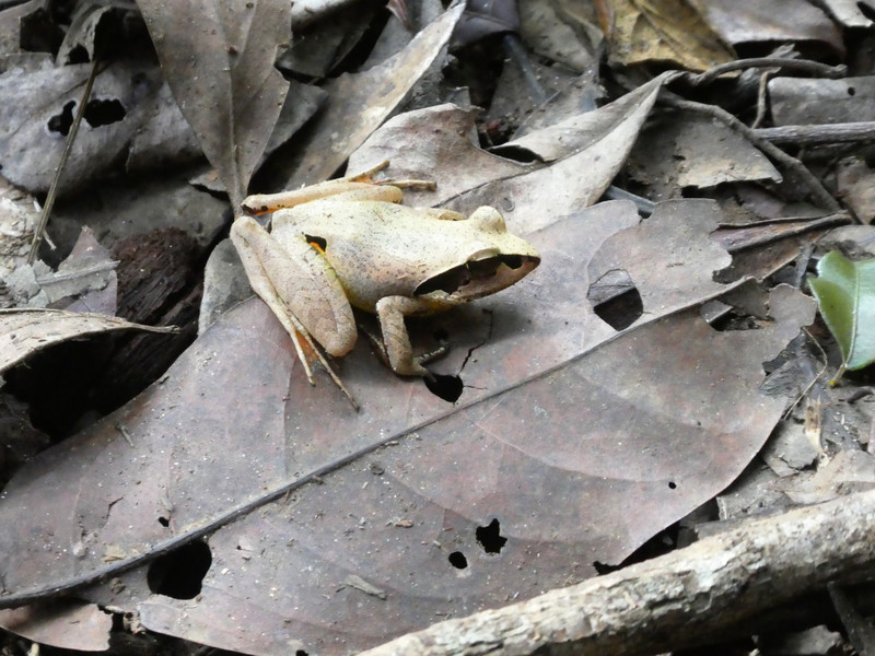 Mitsinjo Park near Andasibe-Mantadia - frog