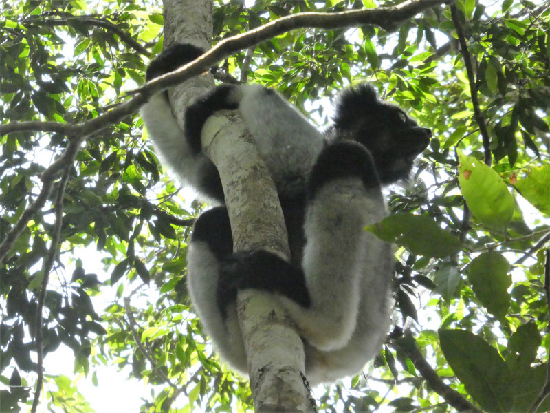Mitsinjo Park near Andasibe-Mantadia - Indri Lemur (83)
