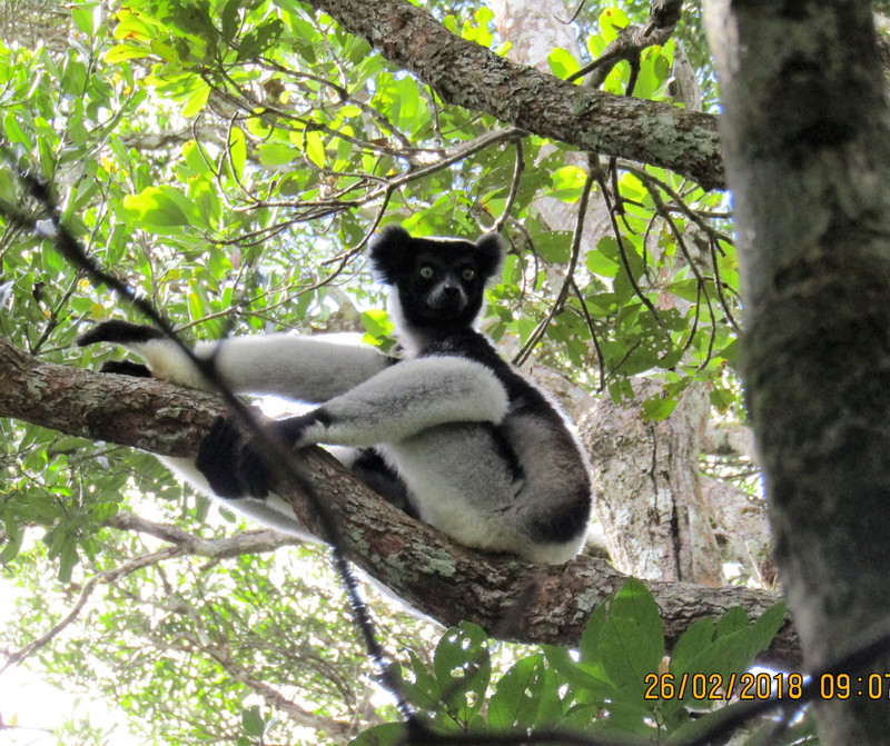 Mitsinjo Park near Andasibe-Mantadia - Indri Lemur (84)