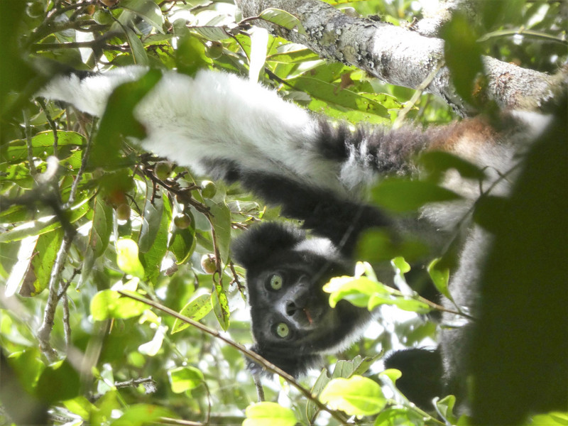 Mitsinjo Park near Andasibe-Mantadia - Indri Lemur (85)