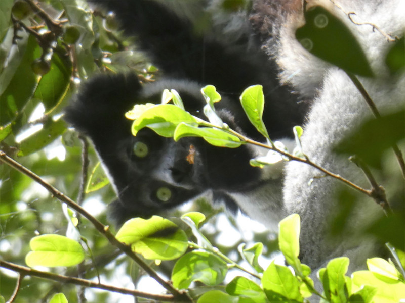 Mitsinjo Park near Andasibe-Mantadia - Indri Lemur (86)