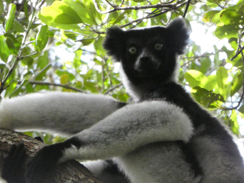 Mitsinjo Park near Andasibe-Mantadia - Indri Lemur (89)