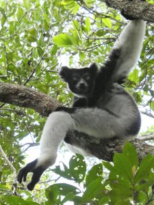 Mitsinjo Park near Andasibe-Mantadia - Indri Lemur (87)
