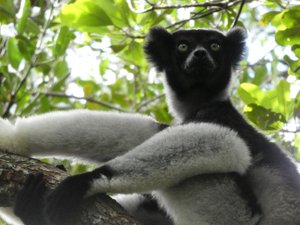Mitsinjo Park near Andasibe-Mantadia - Indri Lemur (88)