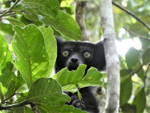 Mitsinjo Park near Andasibe-Mantadia - Indri Lemur (90)