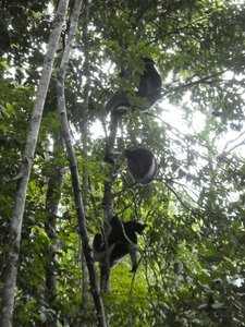 Mitsinjo Park near Andasibe-Mantadia - Indri Lemur (91)
