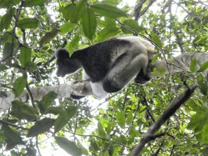 Mitsinjo Park near Andasibe-Mantadia - Indri Lemur (92)