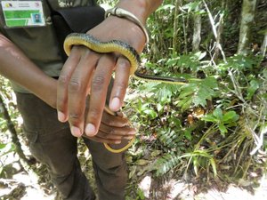 Mitsinjo Park near Andasibe-Mantadia - no snakes are venemos on Madagascar