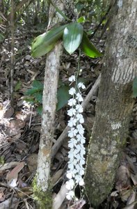 Mitsinjo Park near Andasibe-Mantadia - orchids (3)