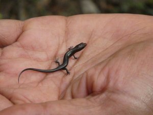 Mitsinjo Park near Andasibe-Mantadia - smallest gecko