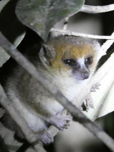 Mouse Lemur - nocturnal and smallest lemur (2)