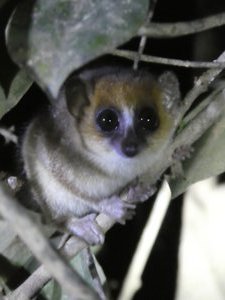 Mouse Lemur - nocturnal and smallest lemur (4)