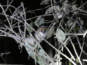 Mouse Lemur - nocturnal and smallest lemur (10)